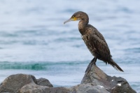 Kormoran velky - Phalacrocorax carbo - Great Cormorant 9938